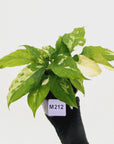 Aglaonema modestum variegata