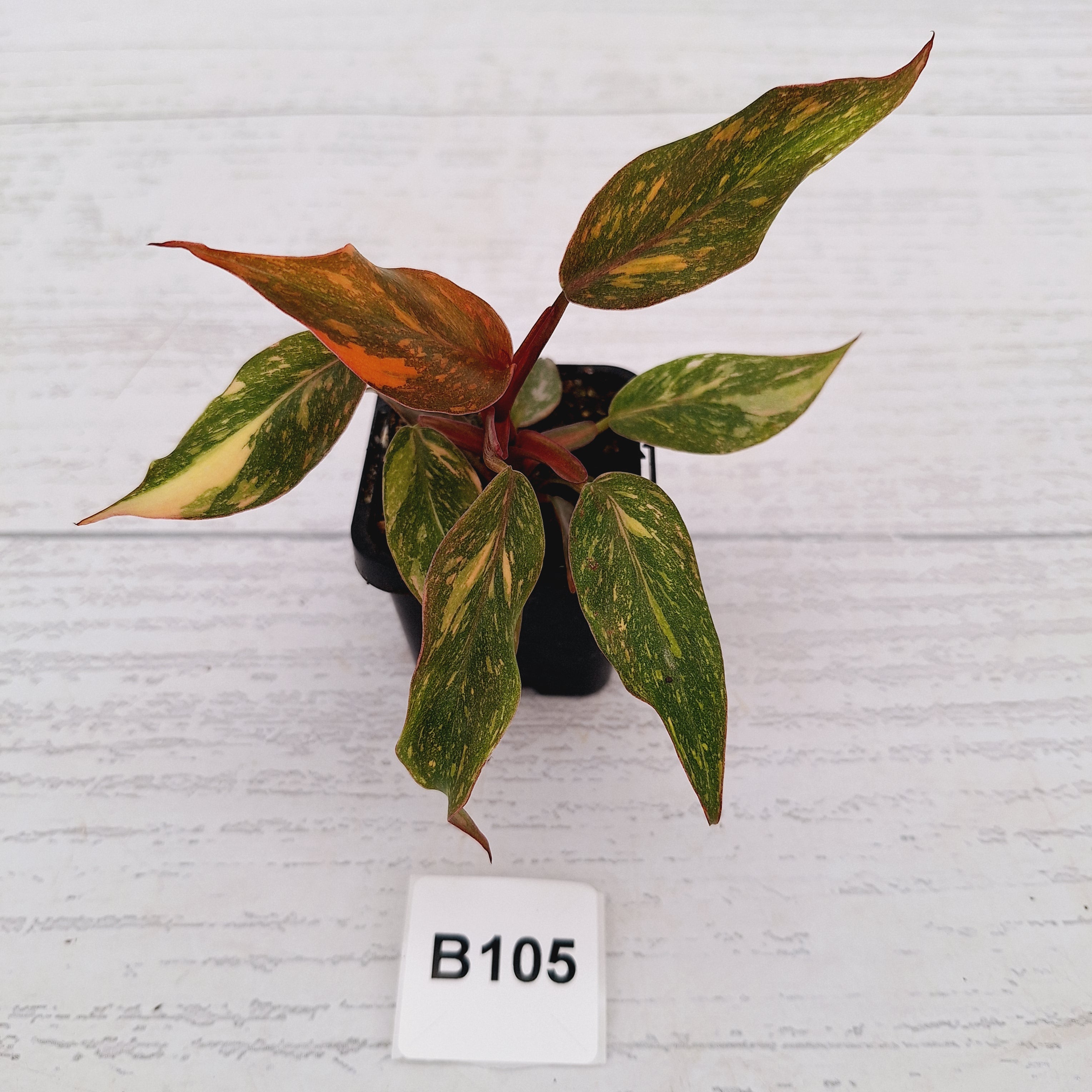 Philodendron 'Orange Princess'