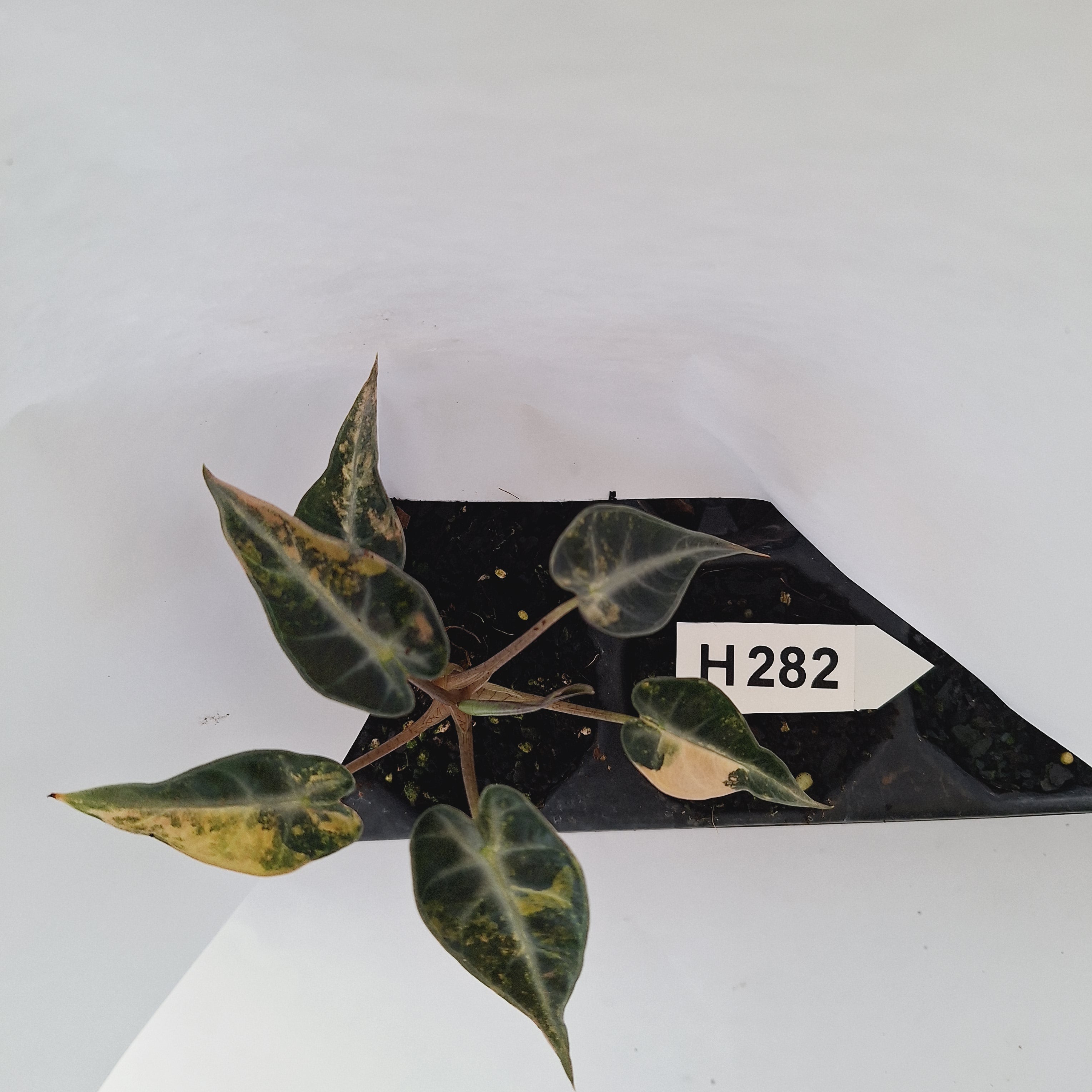 Alocasia Amazonica  bambino Variegata - Bare Bottom Baby - SALE