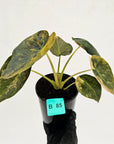 Alocasia ‘wentii’ Variegated - SALE