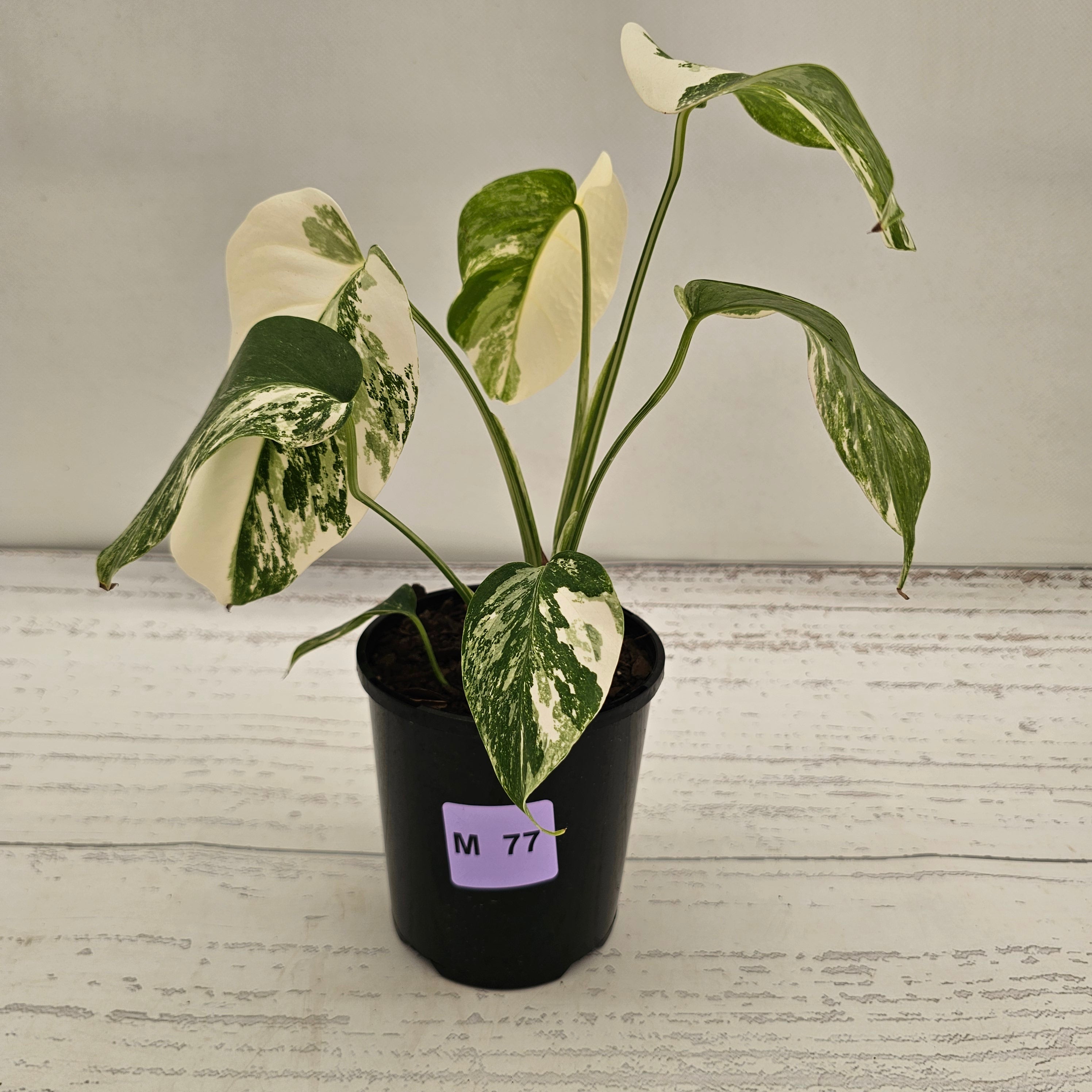 Monstera borsigiana 'Albo'