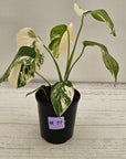 Monstera borsigiana 'Albo'
