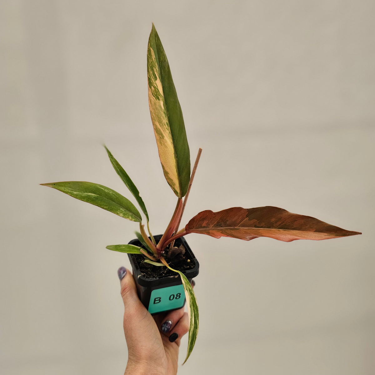 Philodendron serratum 'Caramel Marble' -flash sale