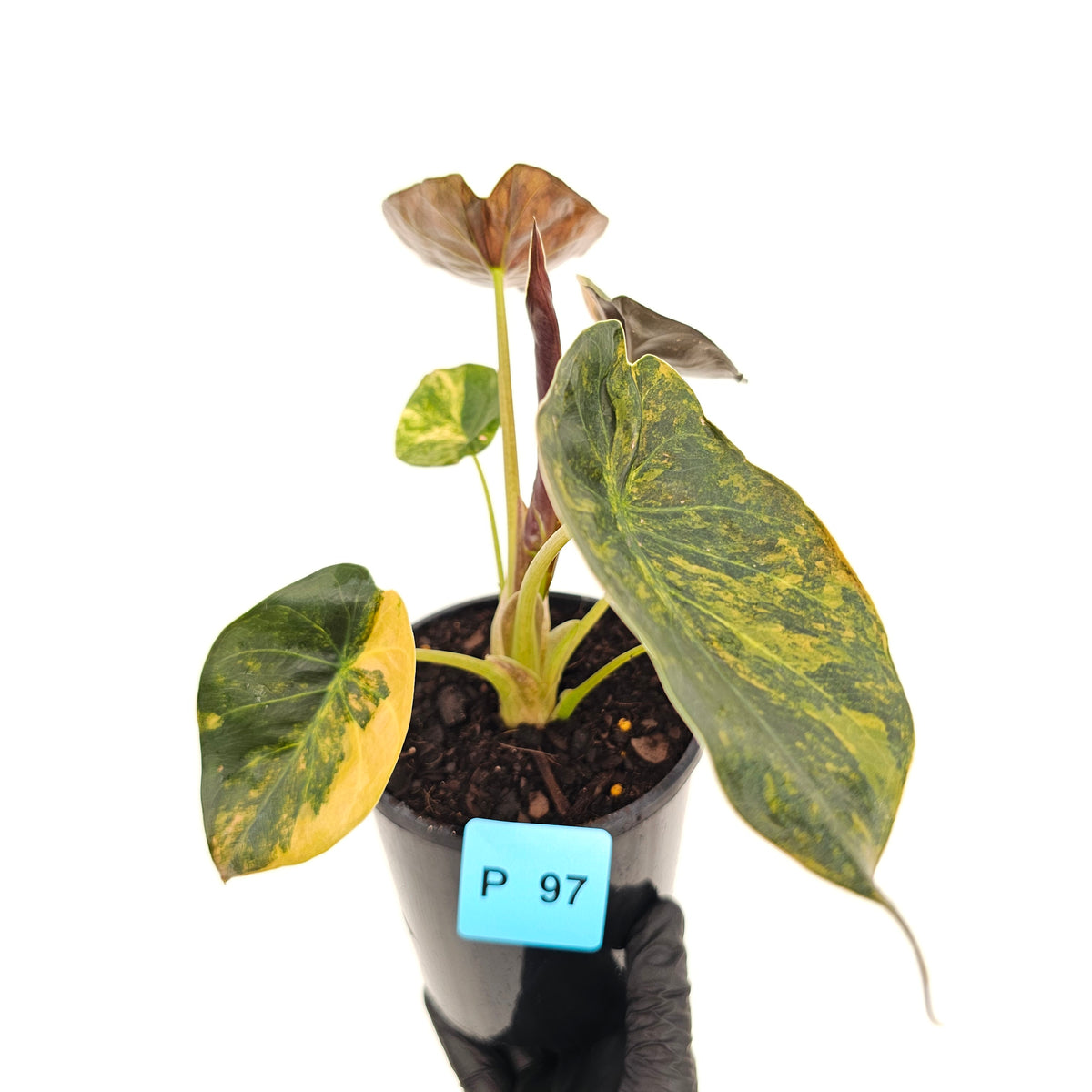 Alocasia ‘wentii’ Variegated - SALE