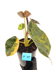 Alocasia ‘wentii’ Variegated - SALE
