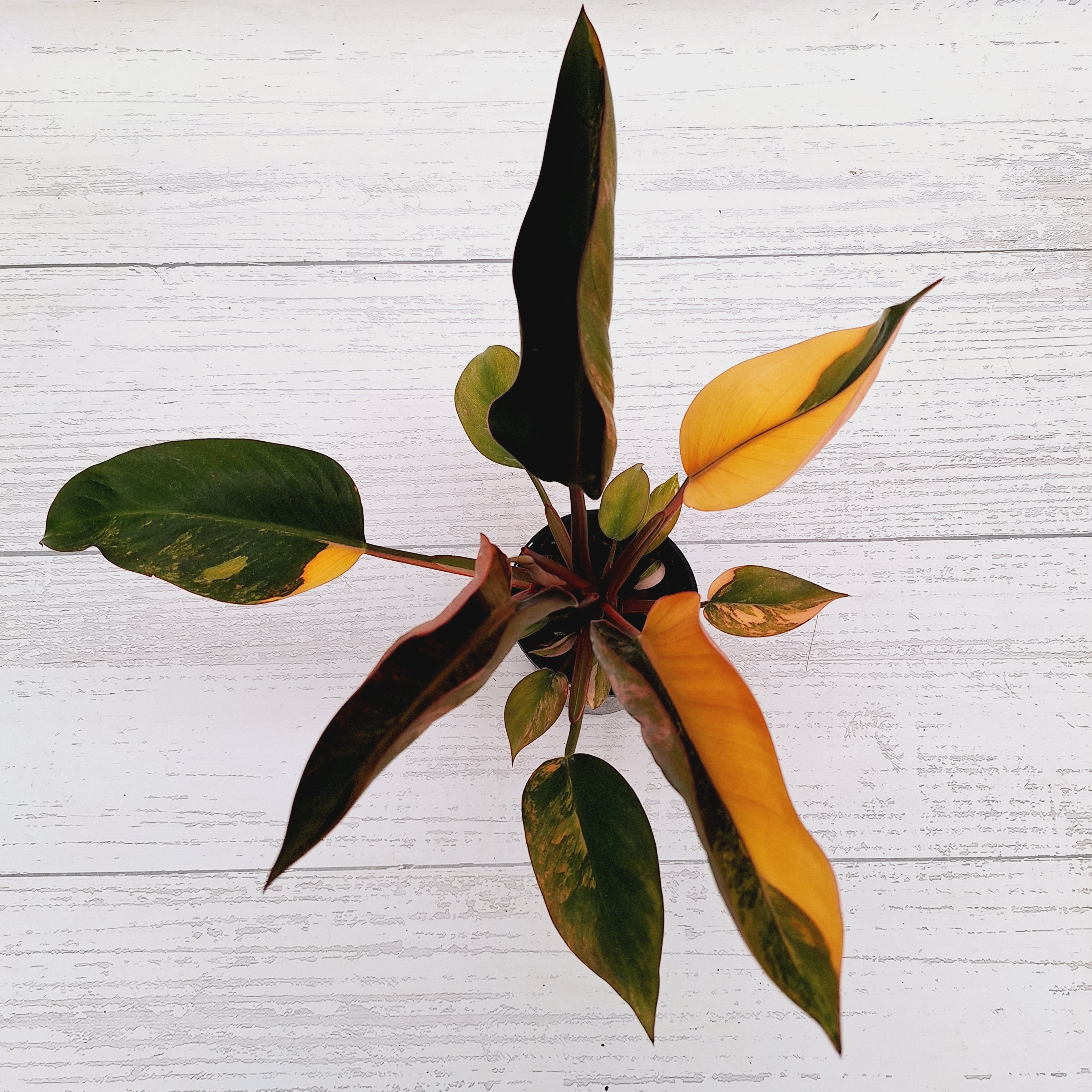 Philodendron &#39;Rojo Congo Variegated&#39;