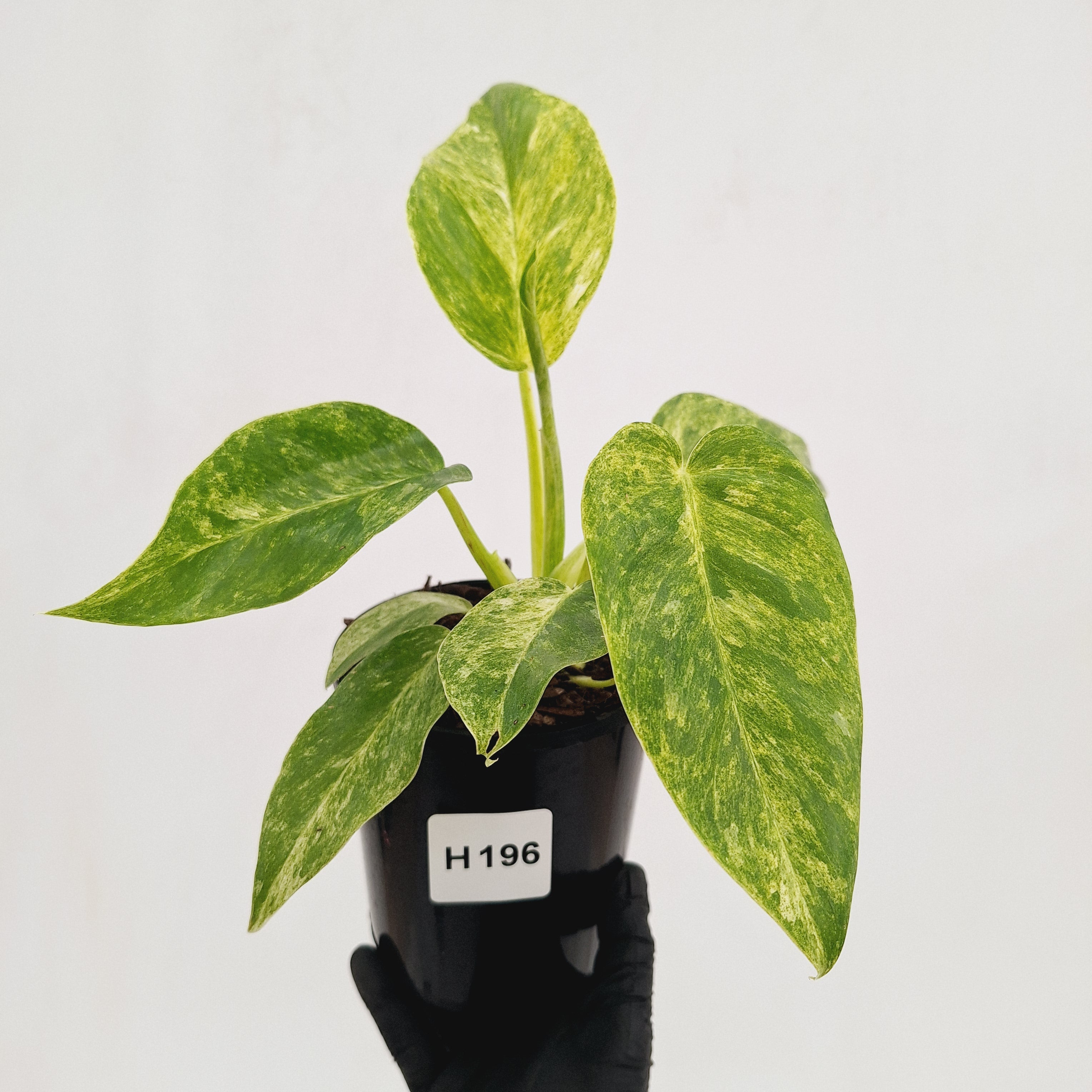 Philodendron giganteum Blizzard - SALE