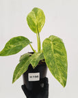 Philodendron giganteum Blizzard - SALE