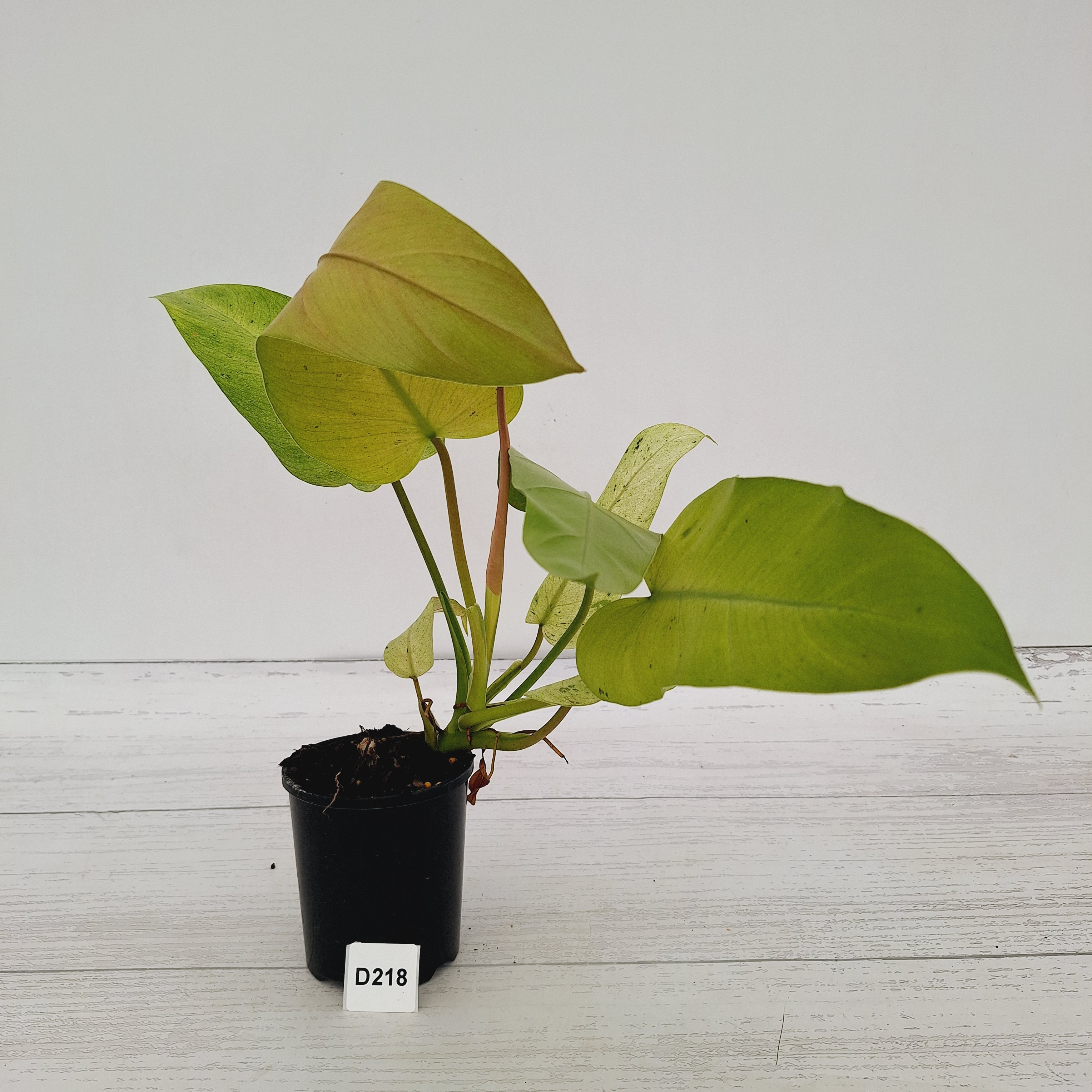 Philodendron  'Whipple Way'