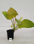 Philodendron  'Whipple Way'