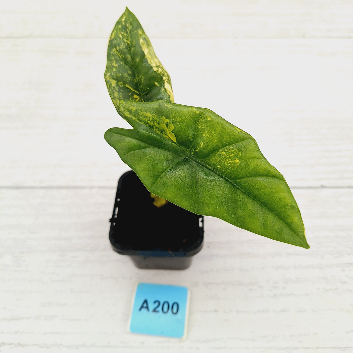 Alocasia ‘Simpo Aurea’ Variegata