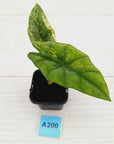 Alocasia ‘Simpo Aurea’ Variegata
