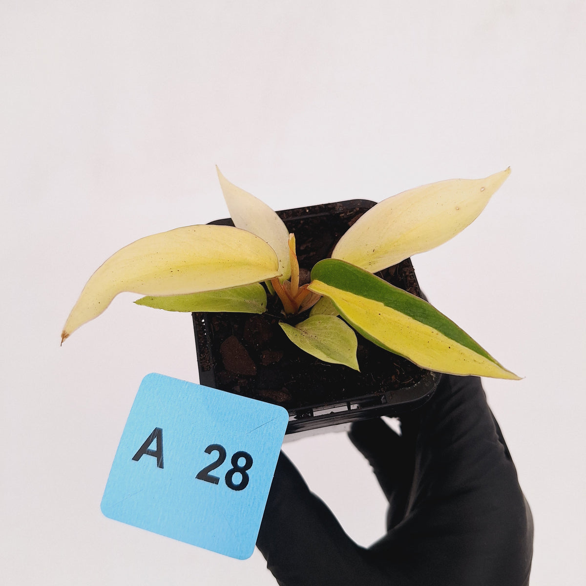 Philodendron pinnatifidum 'Jungle Fever Egg Yolk'