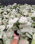 Syngonium podophyllum Green Splash
