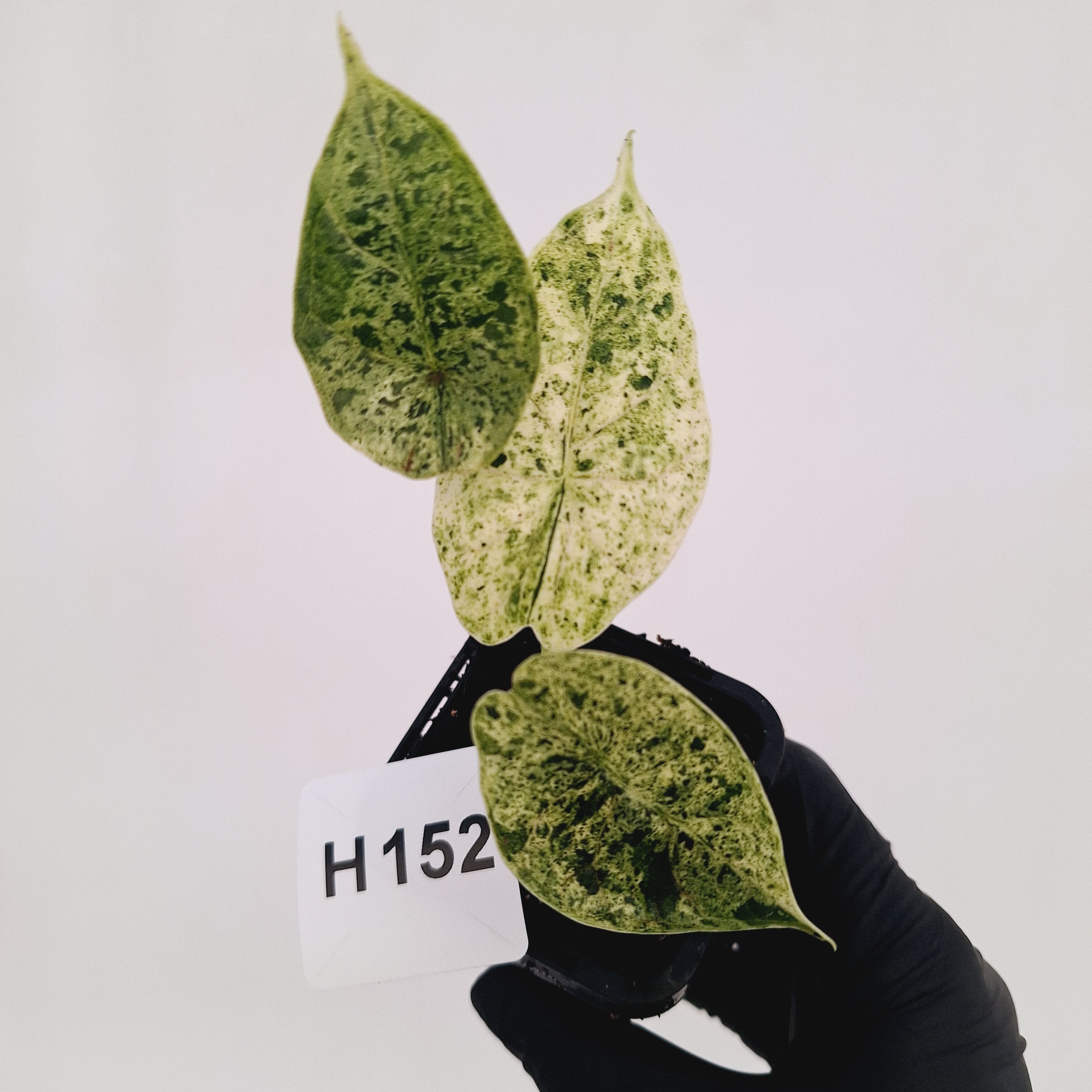 Alocasia baginda ‘Dragon Scale Mint'