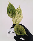 Alocasia baginda ‘Dragon Scale Mint'