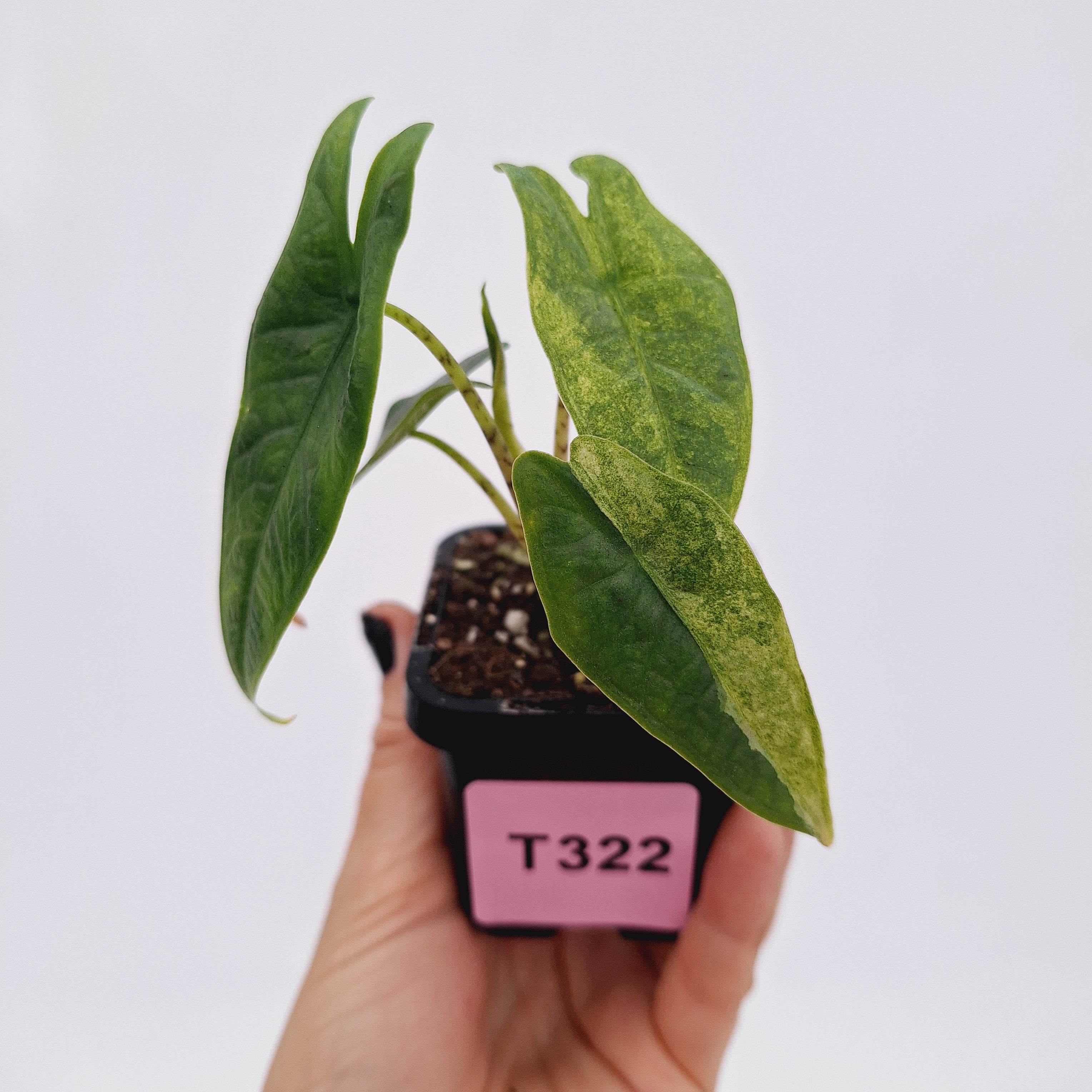 Alocasia Simpo Variegata ( low variegated )