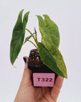 Alocasia Simpo Variegata ( low variegated )