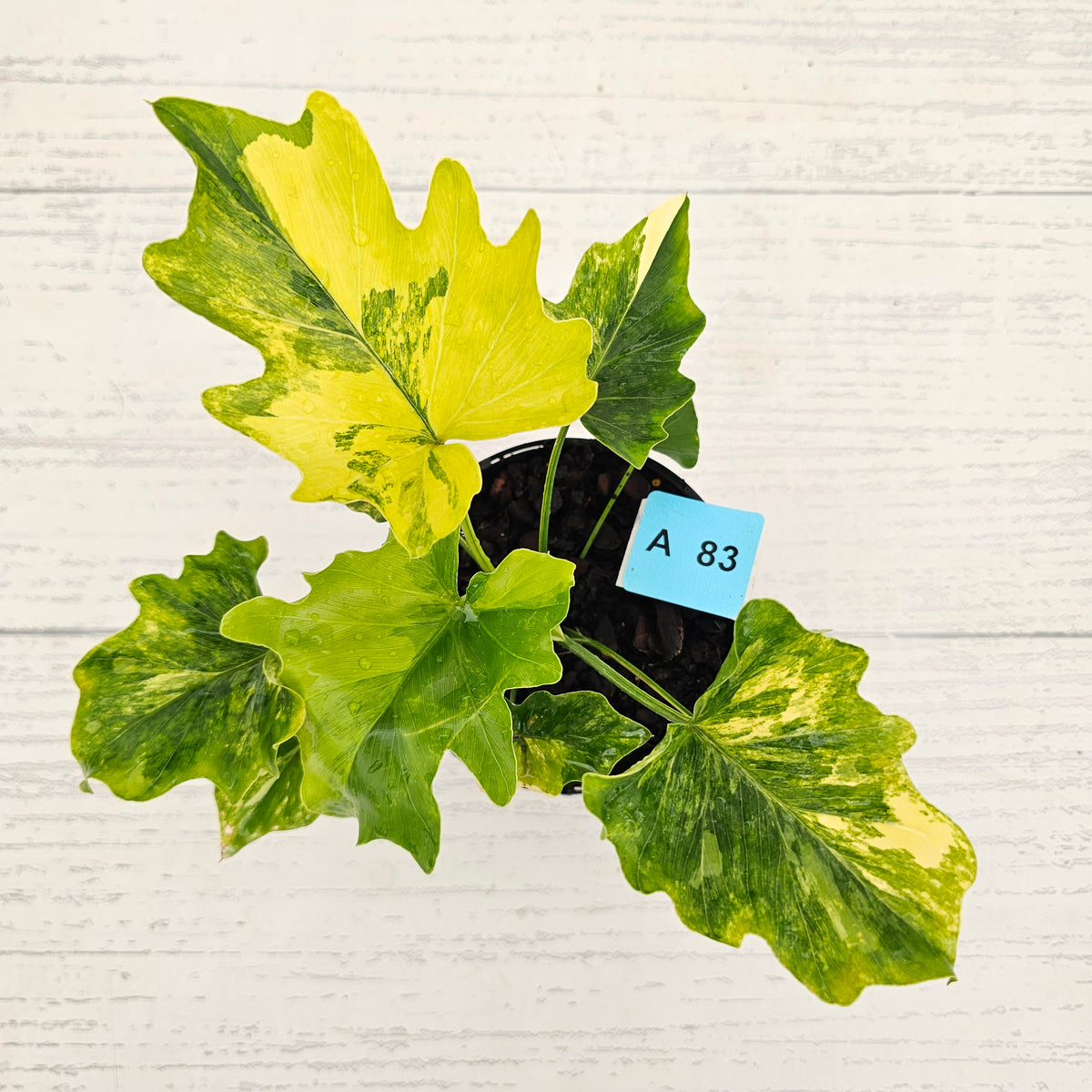 Philodendron bipinnatifidum variegata - SALE