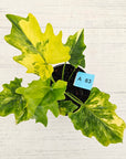 Philodendron bipinnatifidum variegata - SALE