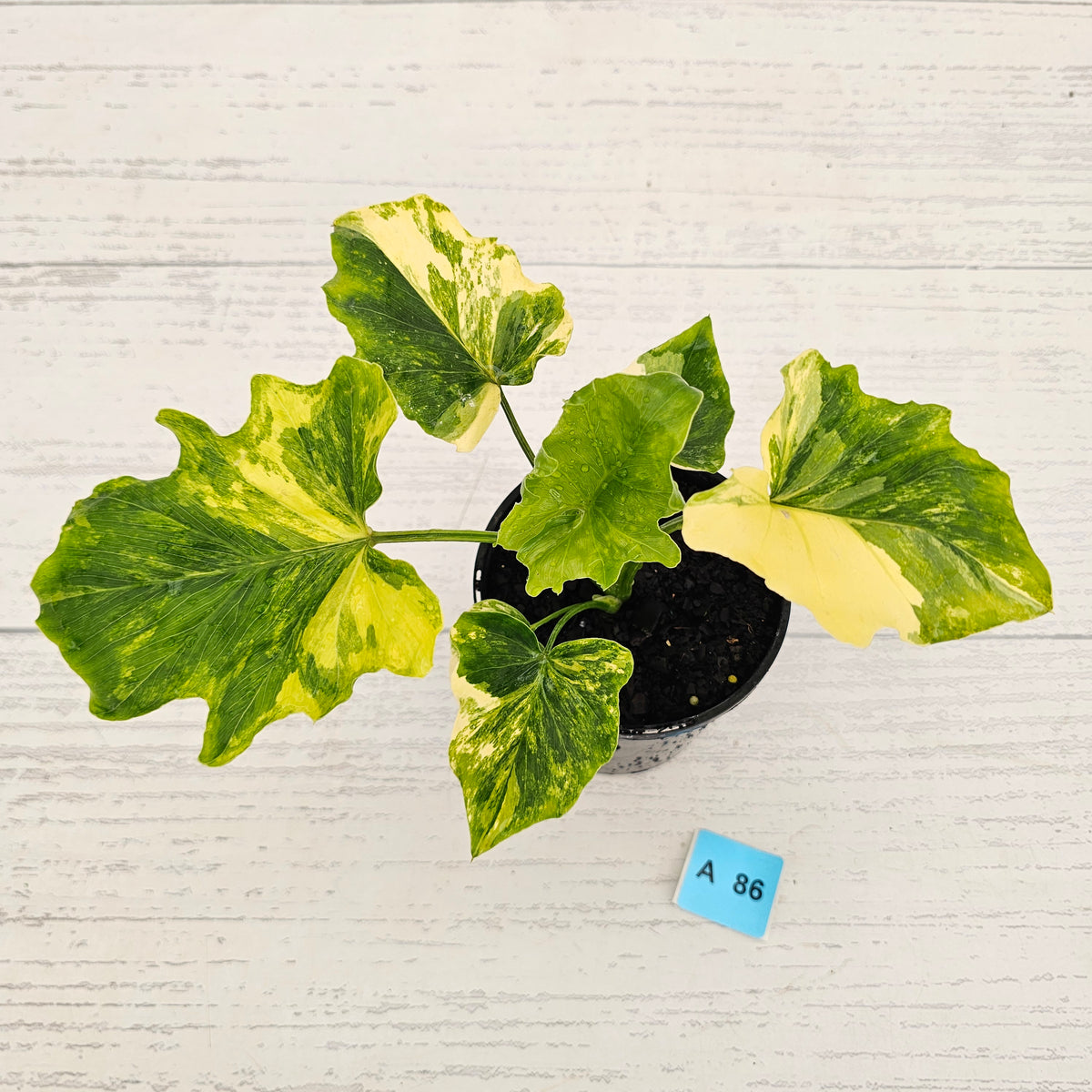 Philodendron bipinnatifidum variegata - SALE