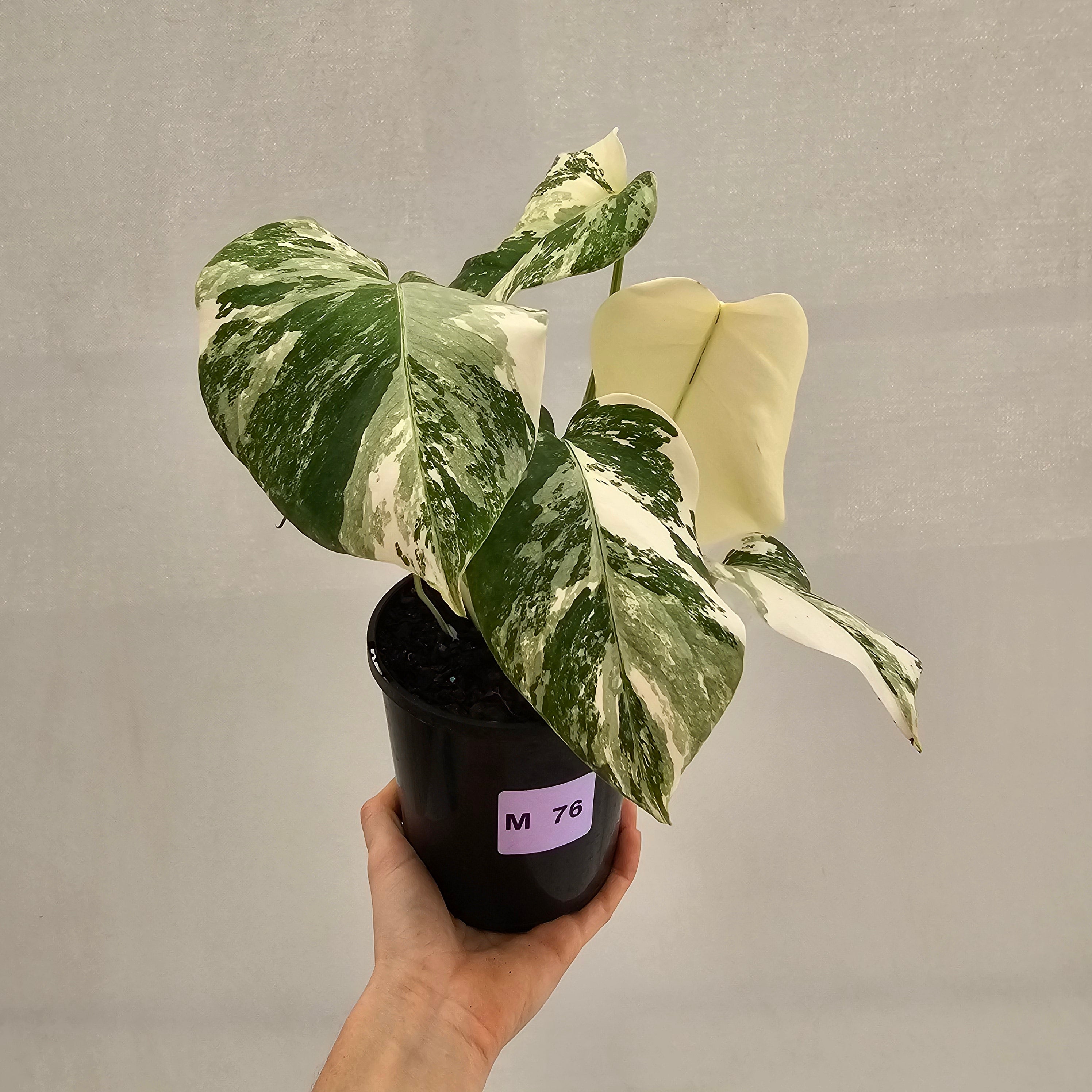 Monstera borsigiana 'Albo'