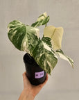 Monstera borsigiana 'Albo'
