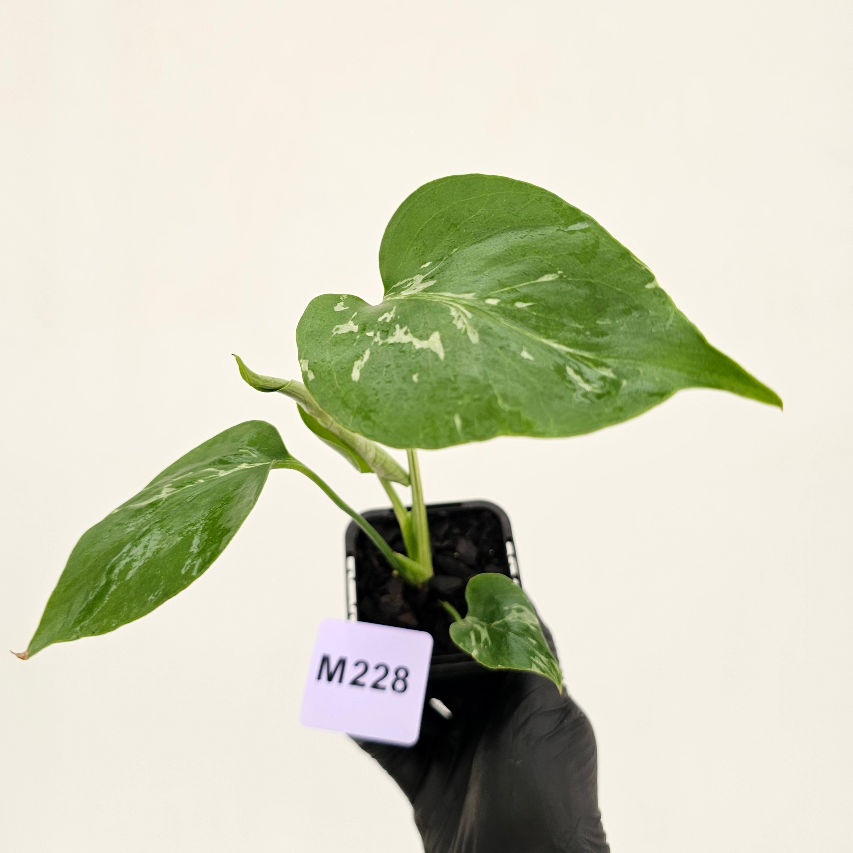 Monstera Deliciosa 'Bulbasaur' - 70mm