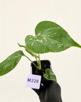 Monstera Deliciosa 'Bulbasaur' - 70mm