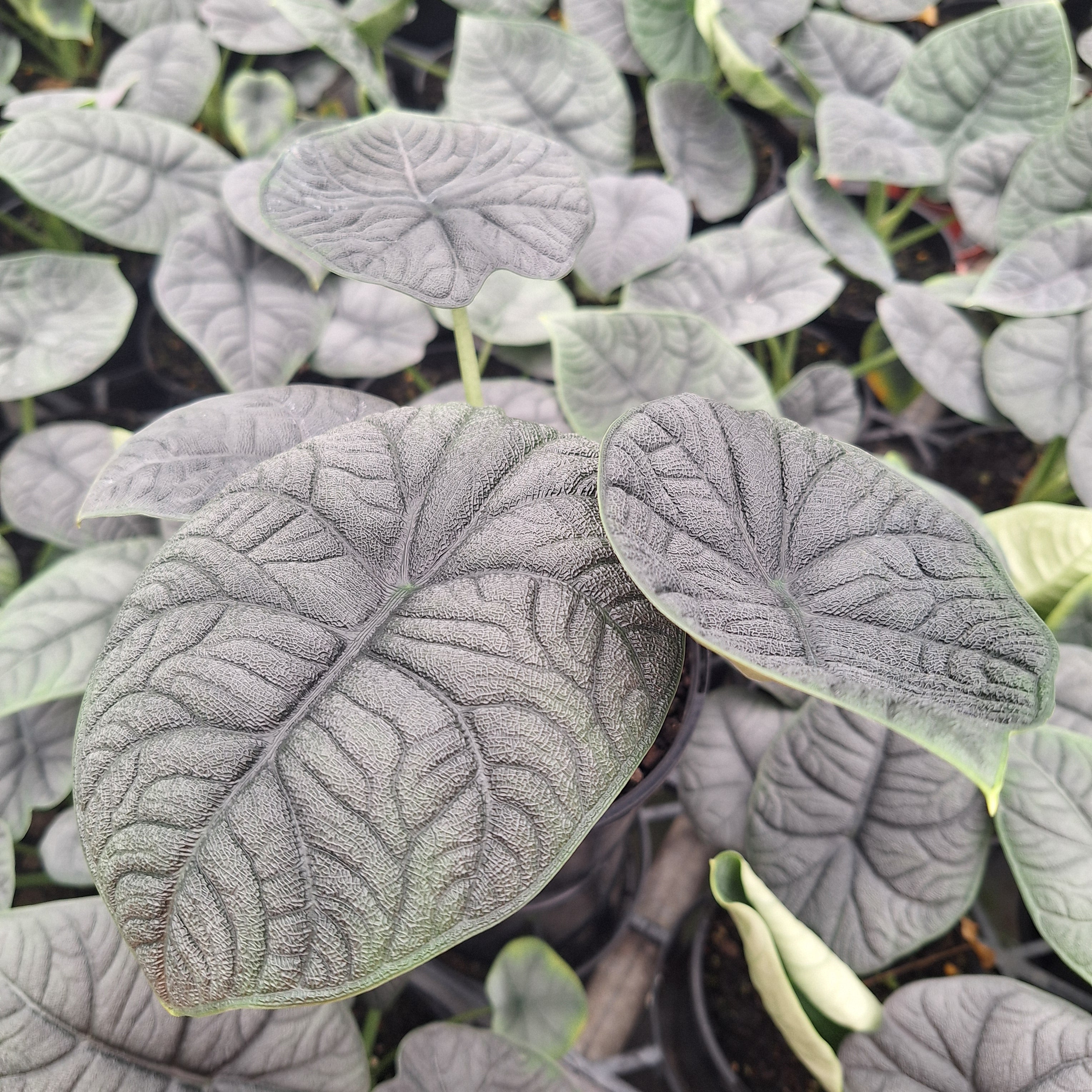 Alocasia melo ‘Rhino Skin’