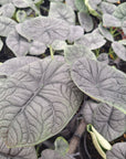 Alocasia melo ‘Rhino Skin’