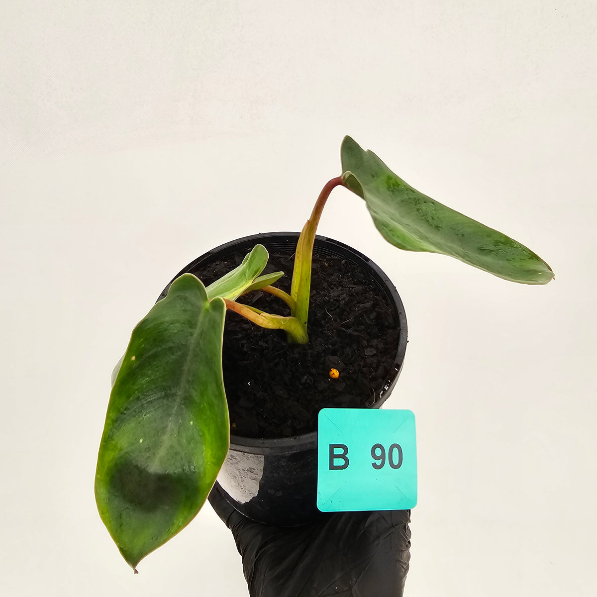 Philodendron spiritus-sancti