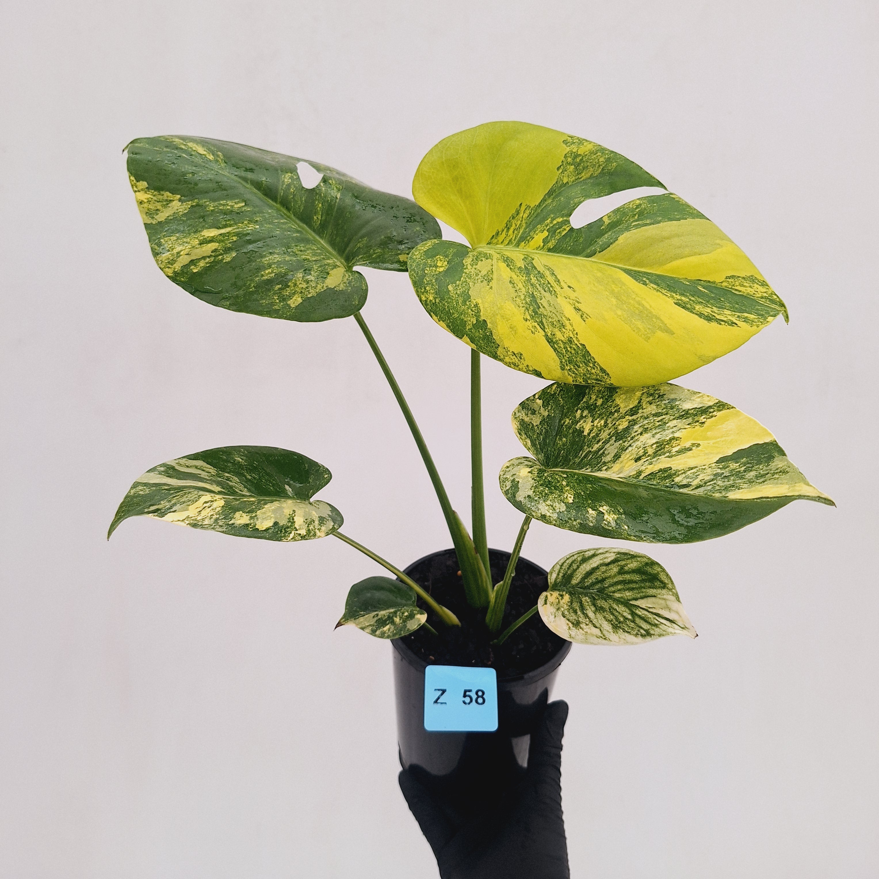Monstera deliciosa Aurea 'Yellow Marilyn'