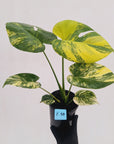 Monstera deliciosa Aurea 'Yellow Marilyn'