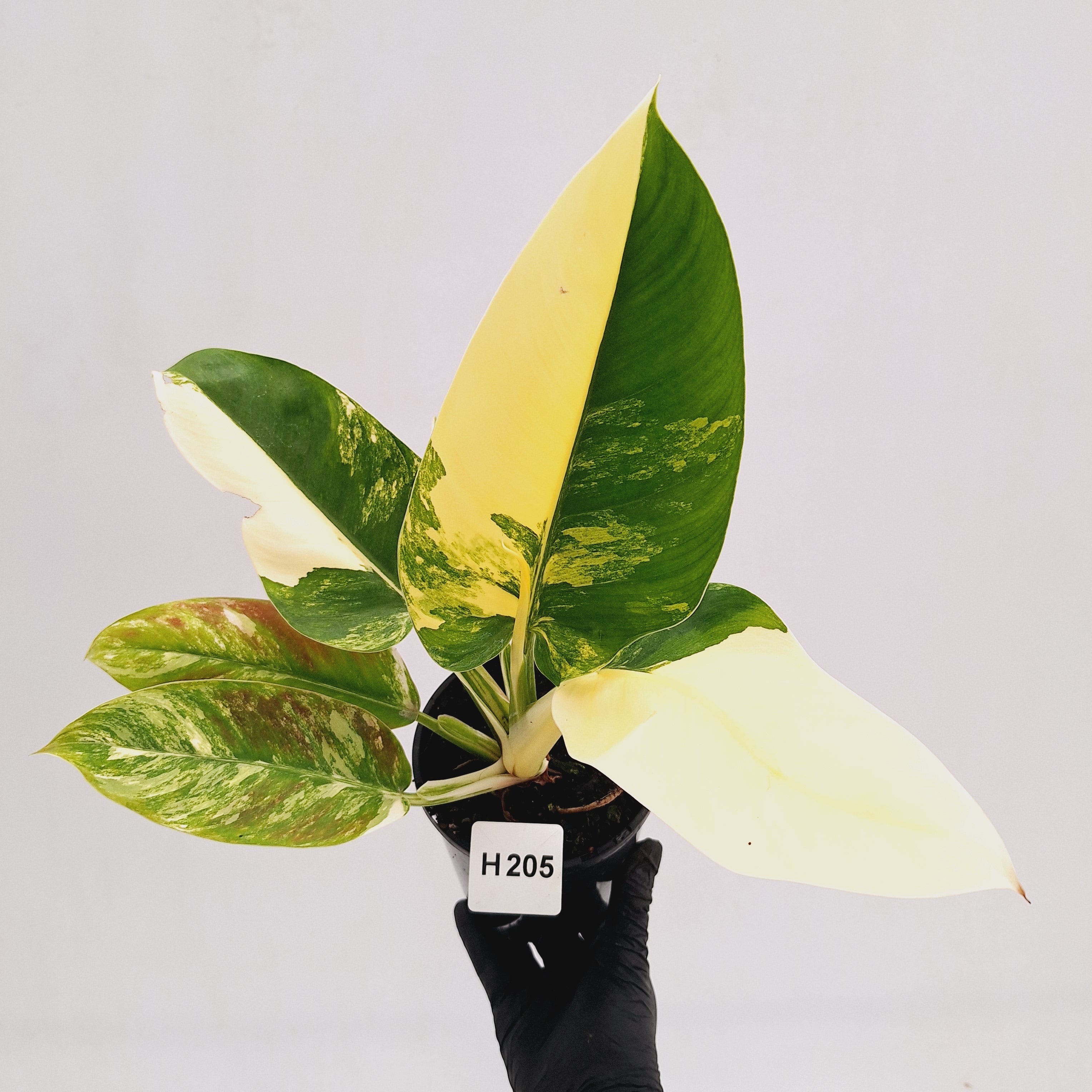 Philodendron imperial green variegata - SALE