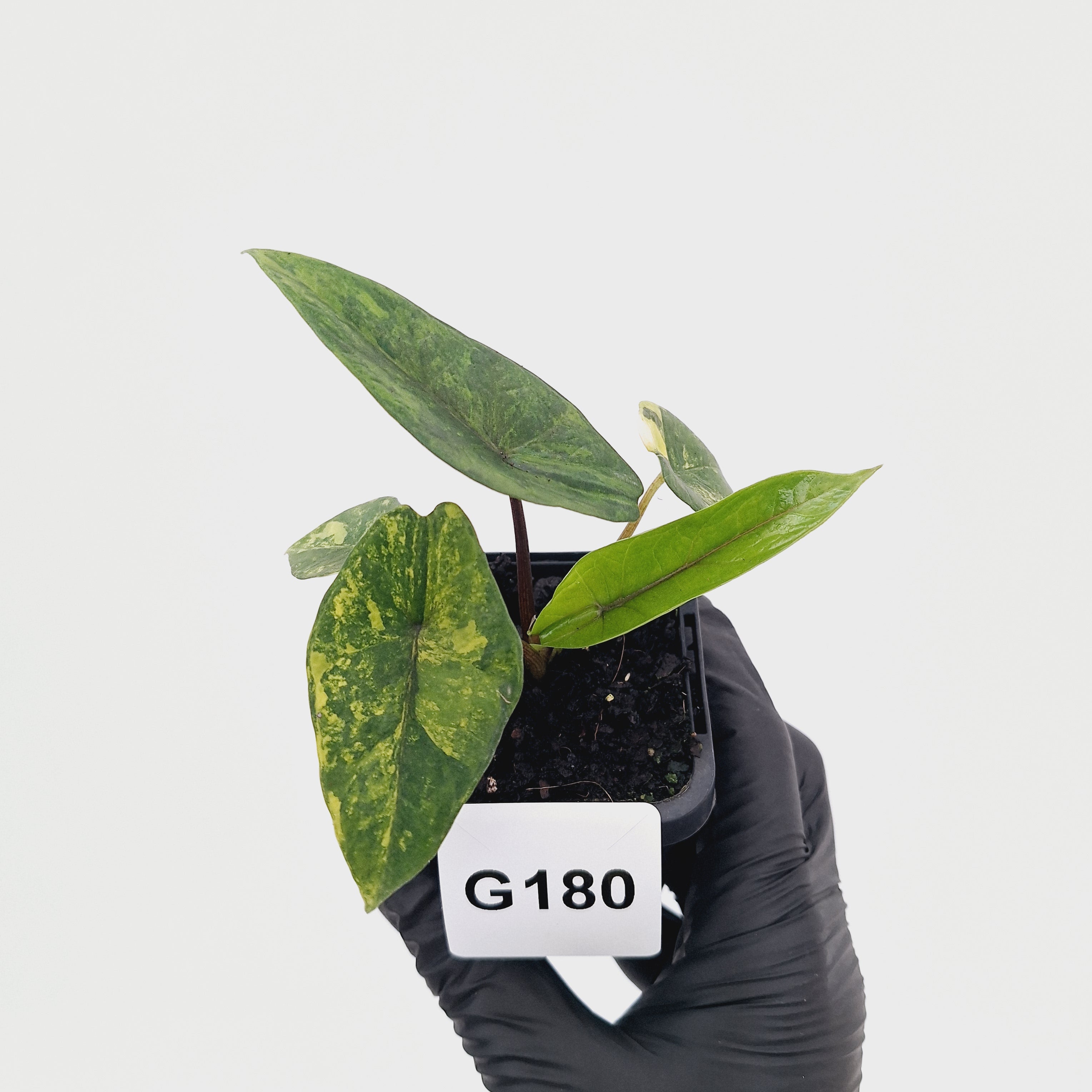 Alocasia scalprum  'Aurea' Variegata