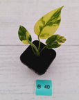 Monstera deliciosa Variegata
