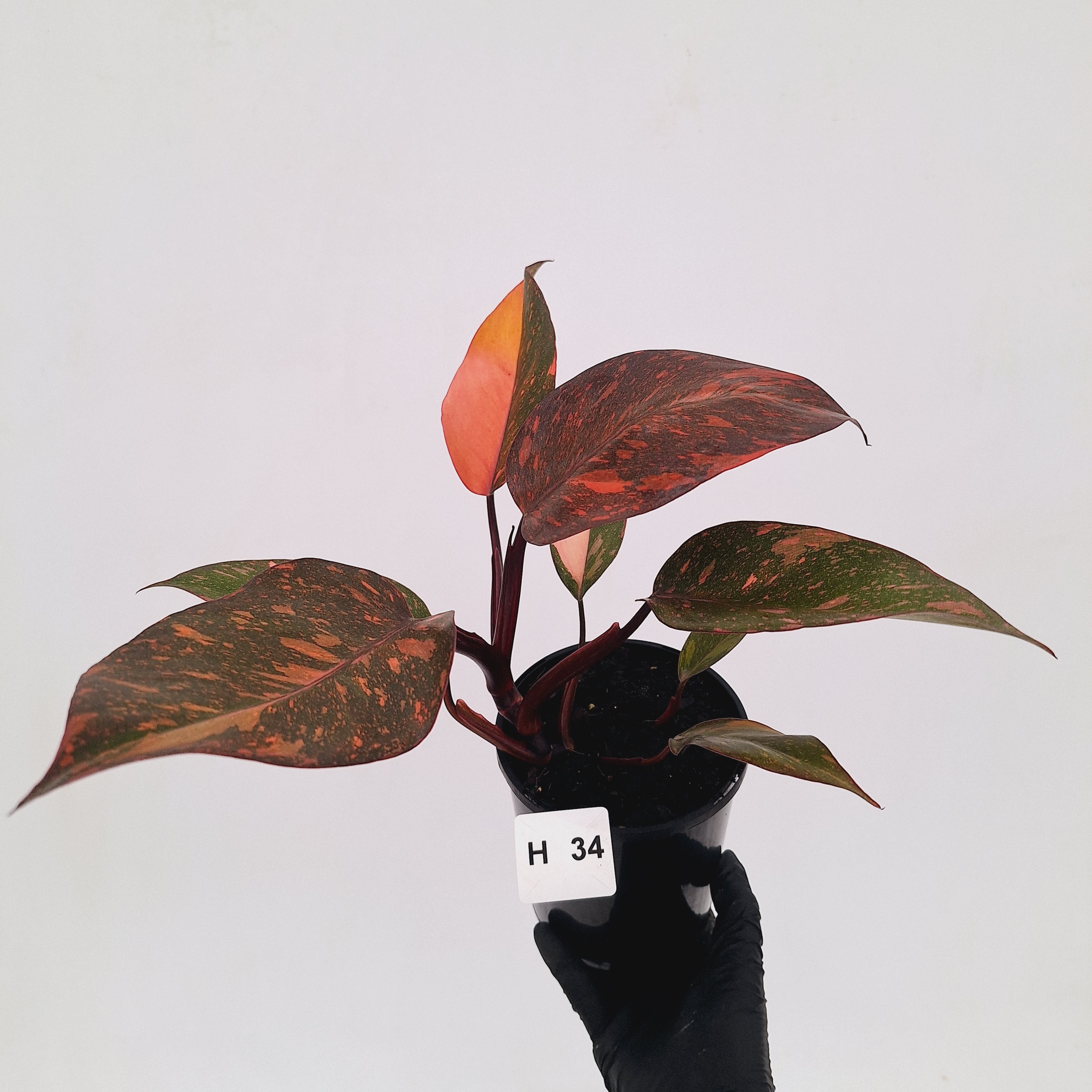 Philodendron 'Orange Princess' - FLASH SALE
