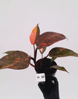 Philodendron 'Orange Princess' - FLASH SALE