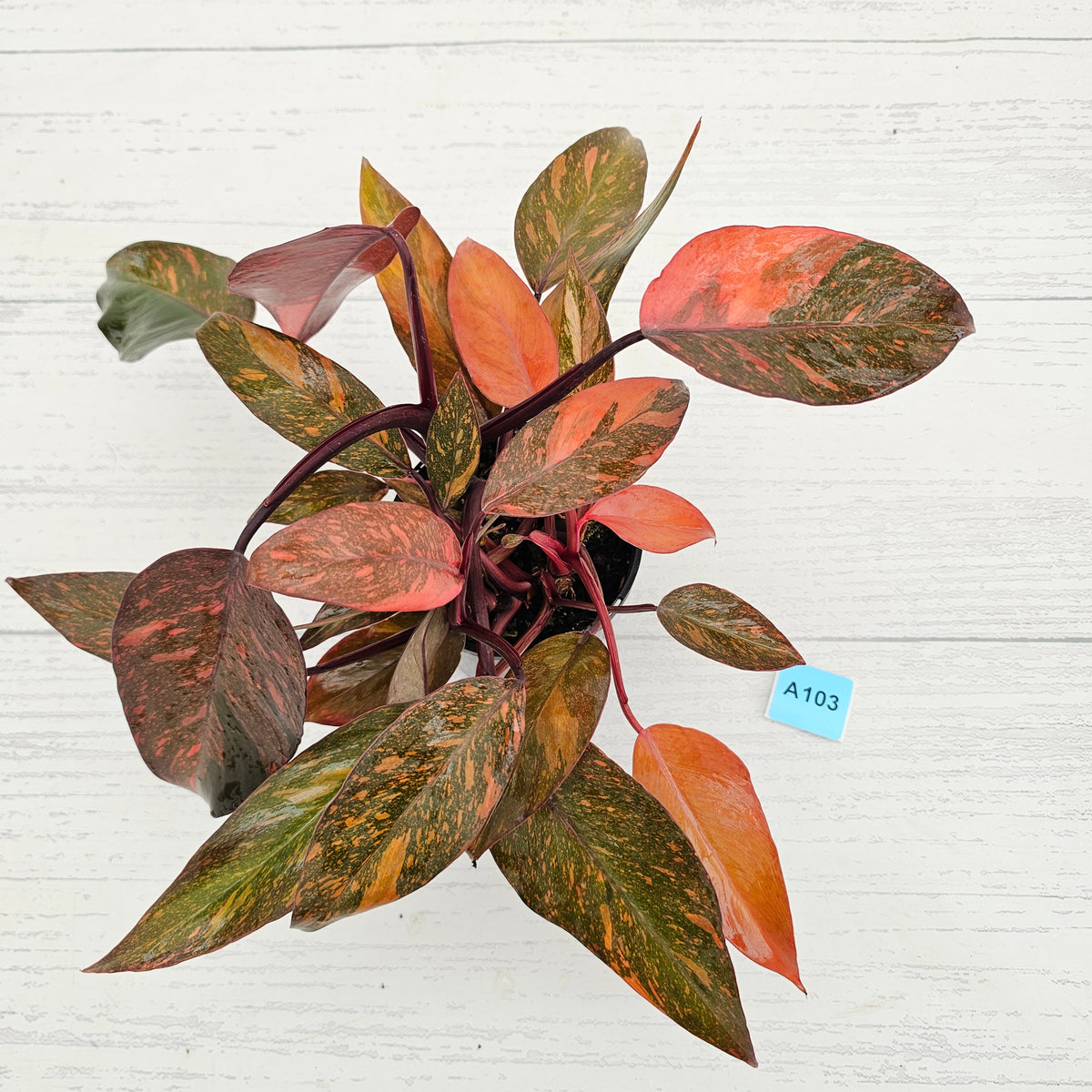 Philodendron 'Orange Princess'