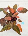 Philodendron 'Orange Princess'