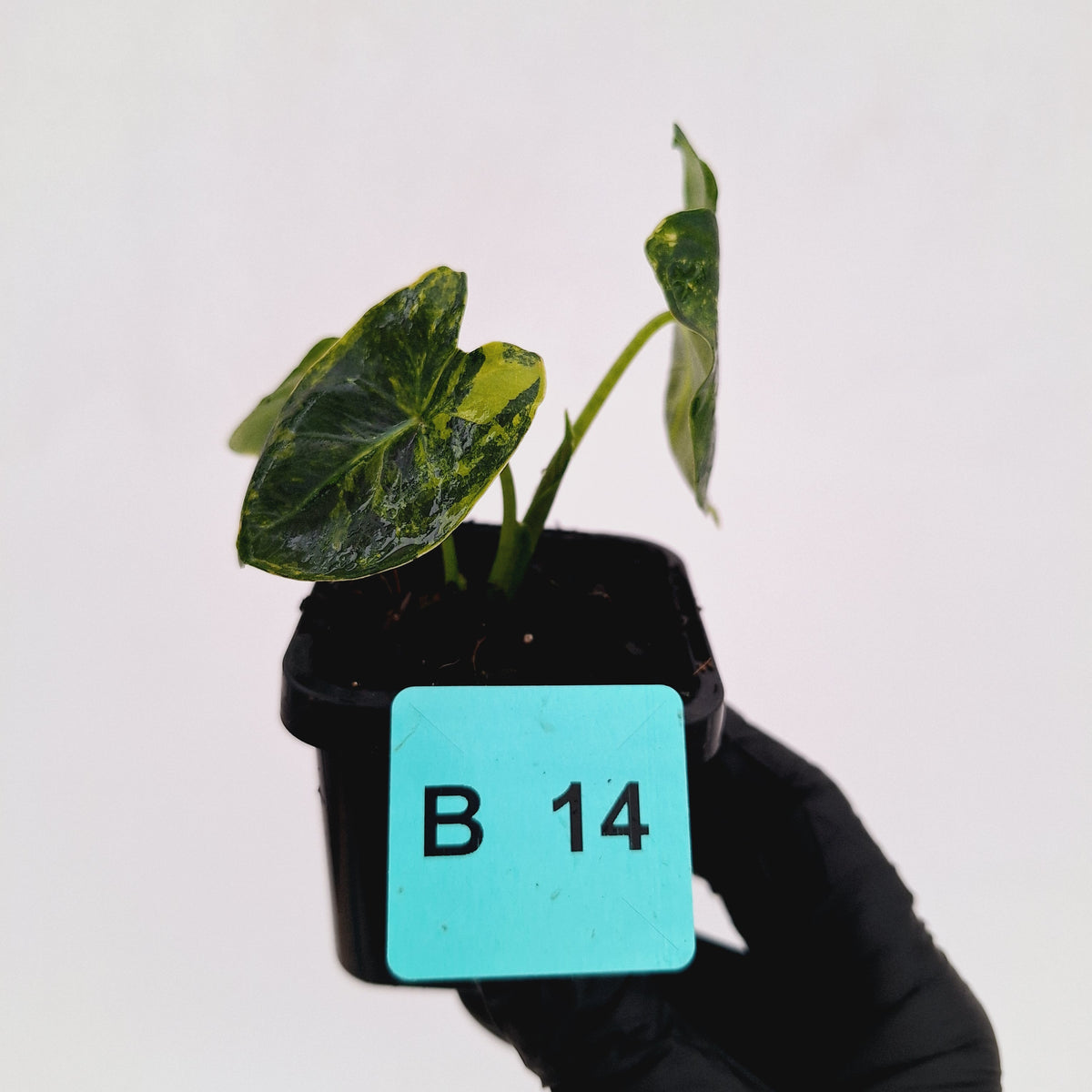 Alocasia Meclizine Aurea Variegata - sale