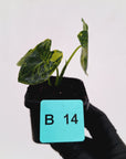 Alocasia Meclizine Aurea Variegata - sale