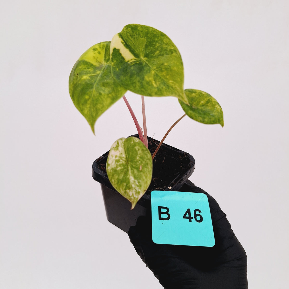 Alocasia 'Morocco' Variegated - SALE