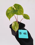 Alocasia 'Morocco' Variegated - SALE