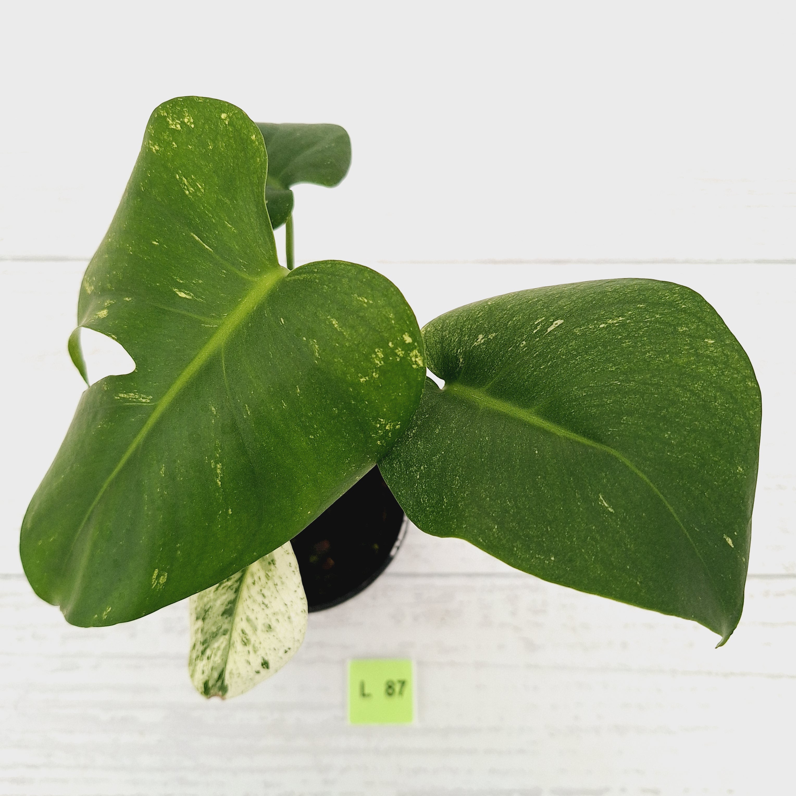 Monstera Deliciosa &#39;Mint&#39;