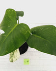 Monstera Deliciosa 'Mint'