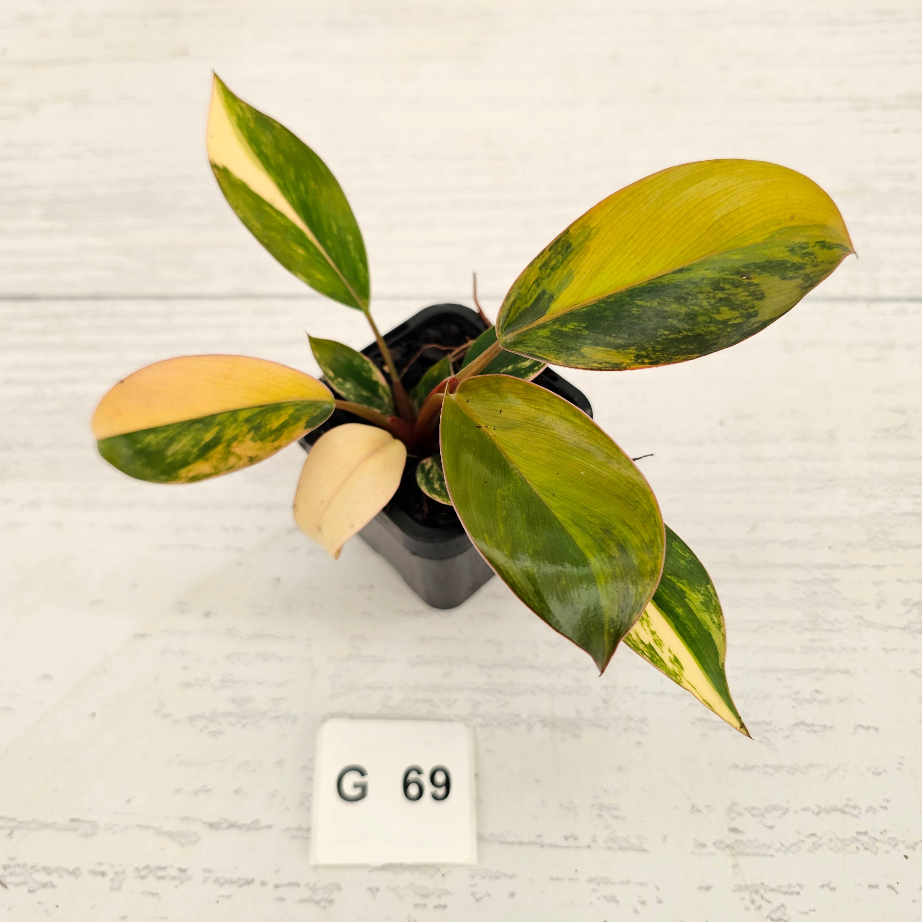 Philodendron 'Rojo Congo Variegated' - SALE