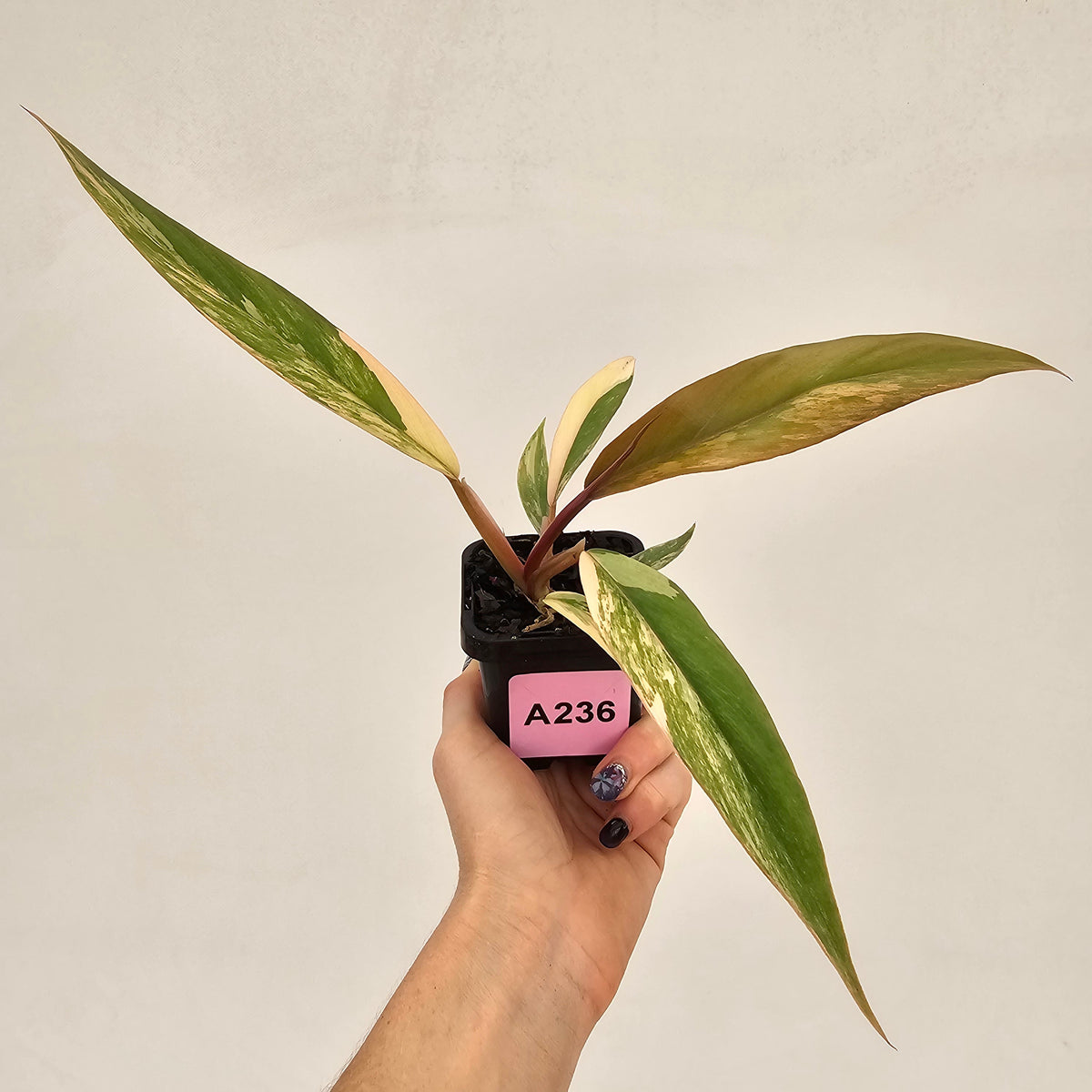 Philodendron serratum 'Caramel Marble' -flash sale