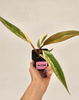 Philodendron serratum 'Caramel Marble' -flash sale